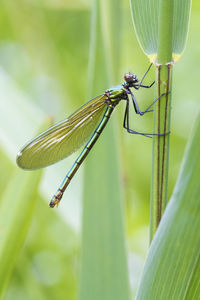 Close-up of insect on plant