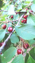 Close-up of berries growing on tree