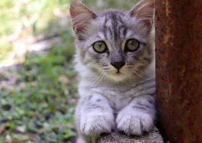 Close-up portrait of cat looking at camera