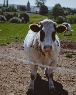 Portrait of cow standing on field