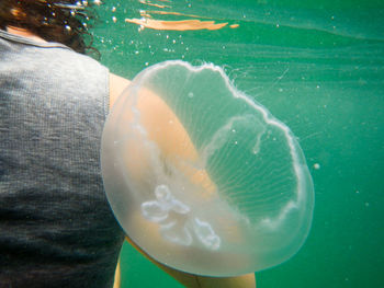 Close-up of jellyfish swimming in water