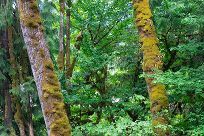 View of trees in forest