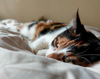 Close-up of cat lying on bed