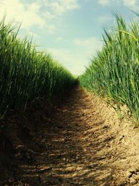 Crops growing on field against sky
