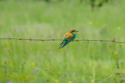 European bee eater perching on barber wire fence