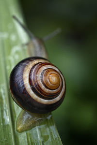 Close-up of snail