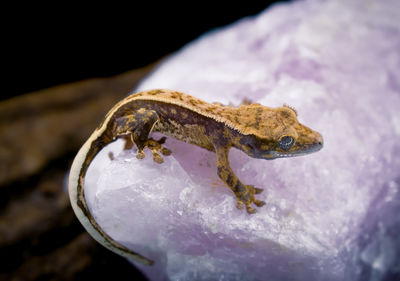 Close-up of lizard