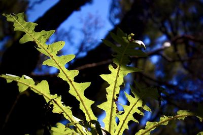 Close-up of leaves on plant