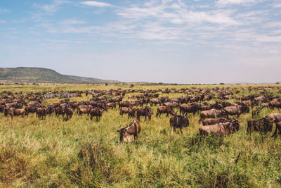 Zebras and wildebeest standing on field