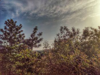 Low angle view of trees against sky in forest