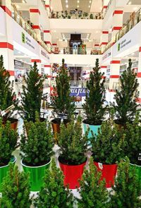 Potted plants hanging outside for sale