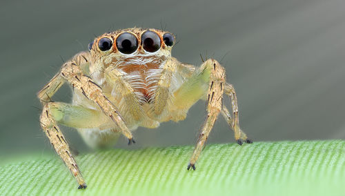 Close-up of spider on leaf