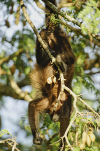 Close-up of monkey on tree