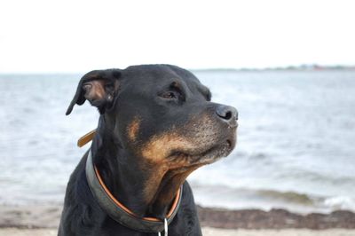 Close-up of dog on beach