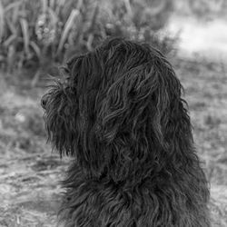 Rear view of dog on field