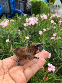 Close-up of hand holding small flower