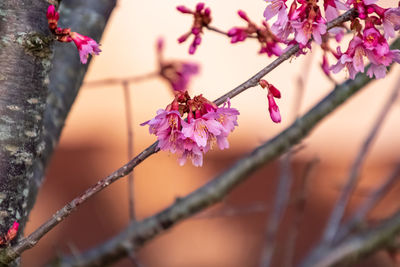 Close-up of cherry blossom