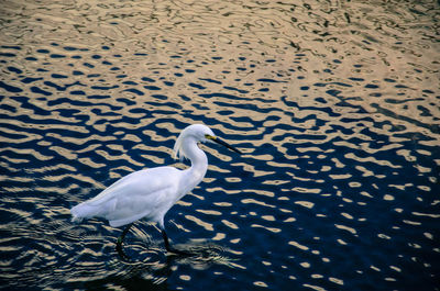 High angle view of bird on beach