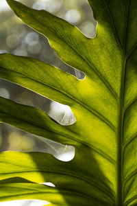 Close-up of green leaves