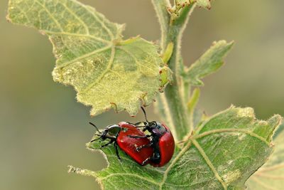 Close-up of beetles mating on leaf