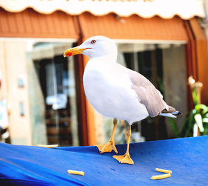 Seagull perching on a wood