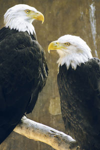 Close-up of birds perching on branch