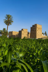 Saudi arabia, najran province, najran, green plants growing in front of traditional arabic mud houses