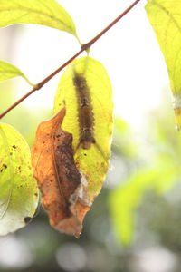 Close-up of leaves