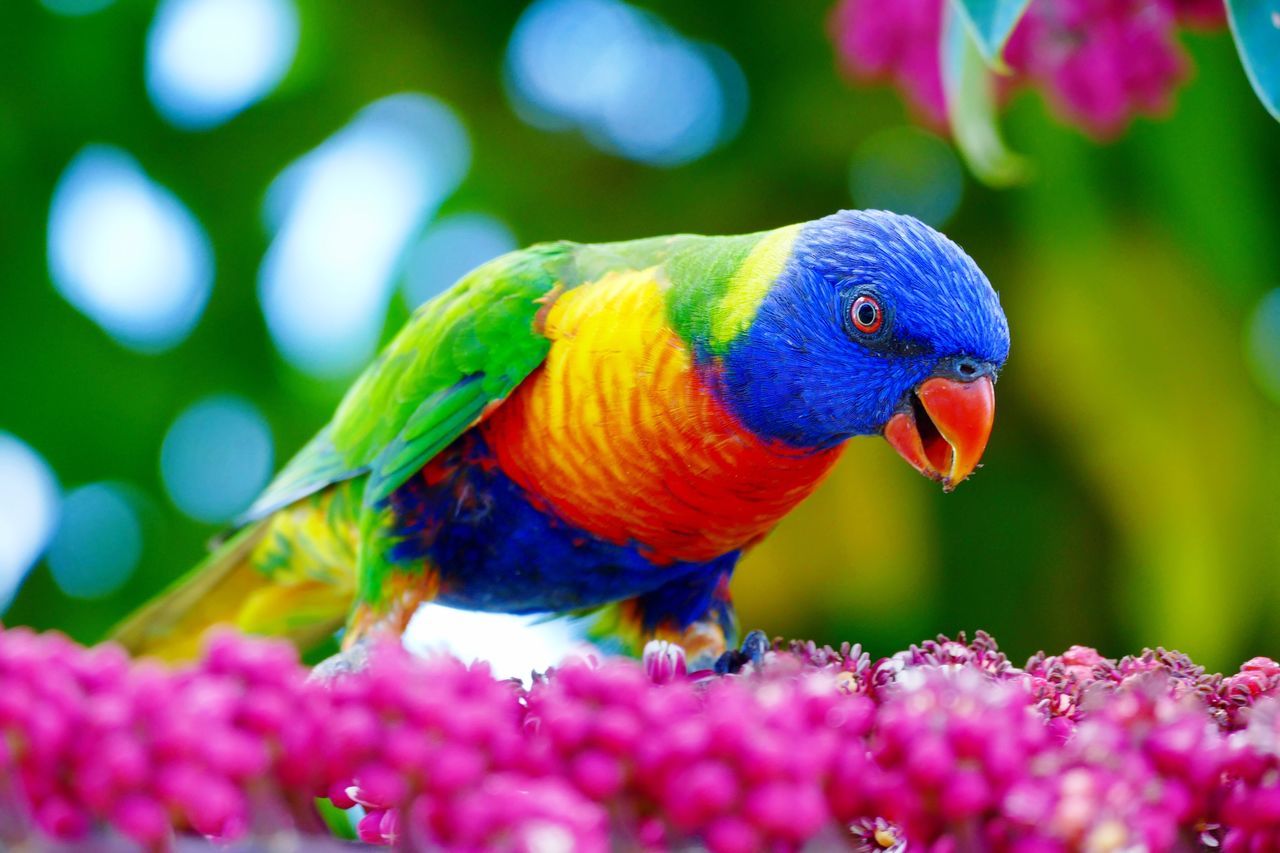 Rainbow lorikeet