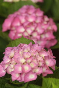 Close-up of pink rose flower