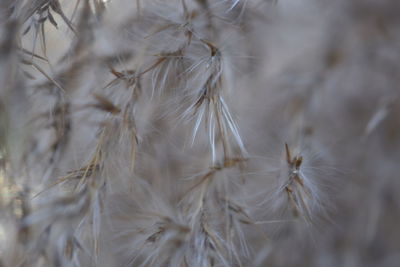 Close-up of plant against white background