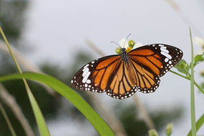 Close-up of butterfly on leaf