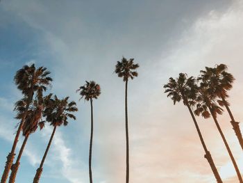 Low angle view of coconut palm trees against sky