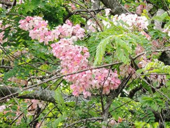 Pink flowers on tree