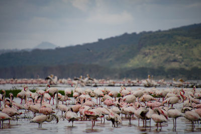 Flock of birds in lake