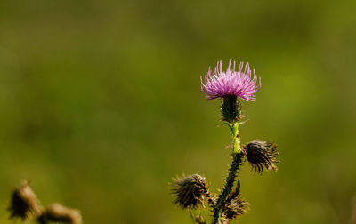 Close-up of purple thistle flower