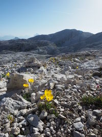 Yellow flowers on rock by land against sky