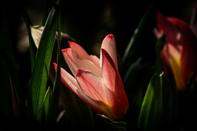 Close-up of pink flower