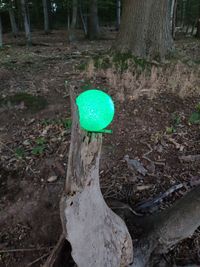 Close-up of mushroom growing on tree trunk
