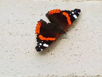 High angle view of butterfly on leaf