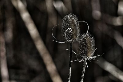 Close-up of plants against blurred background