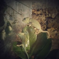 Close-up of snake on plant