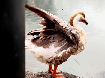Close-up of bird in lake