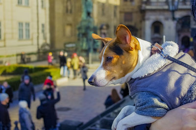 Dog looking away on street in city