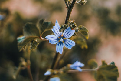 Close-up of purple flowering plant