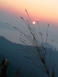 Close-up of silhouette plants against sky during sunset