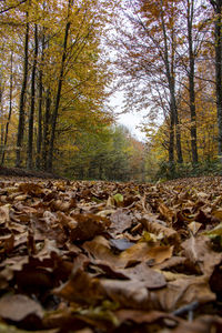 Fallen leaves in forest during autumn