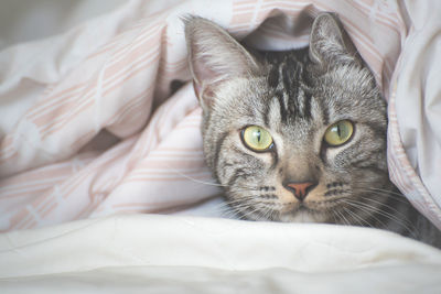 Portrait of a cat lying on bed