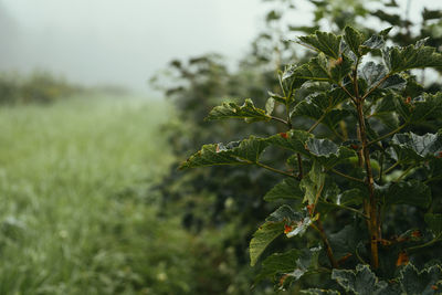 Close-up of fresh green plant in field