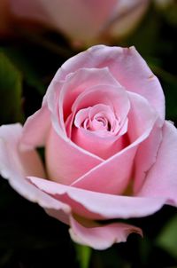 Close-up of pink rose flower